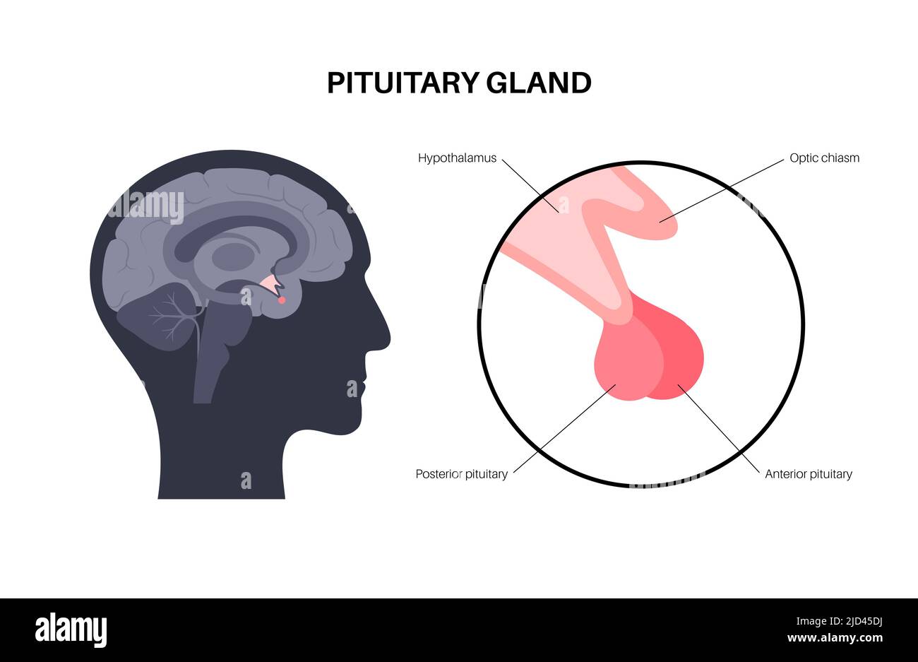 Anatomie de la glande pituitaire, illustration Photo Stock Alamy