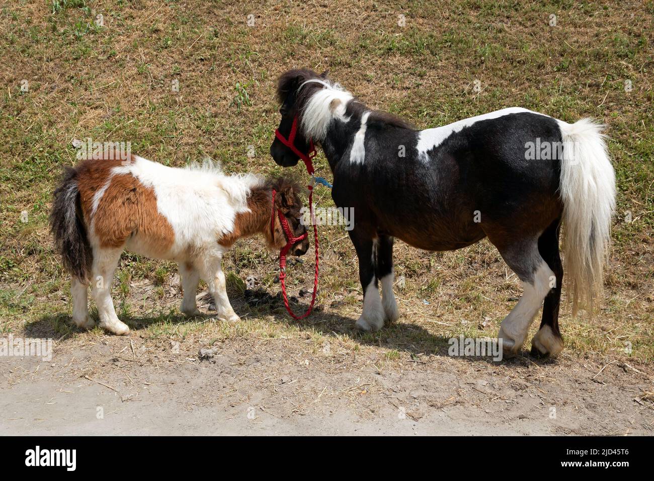 Deux jeunes chevaux de poney dehors dans la campagne sur pelouse verte Banque D'Images