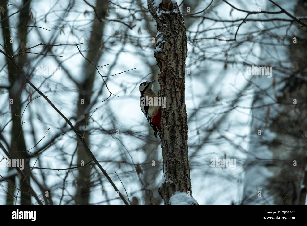 Un pic sur un tronc d'arbre dans une forêt d'hiver. Pic dans son habitat naturel. Banque D'Images