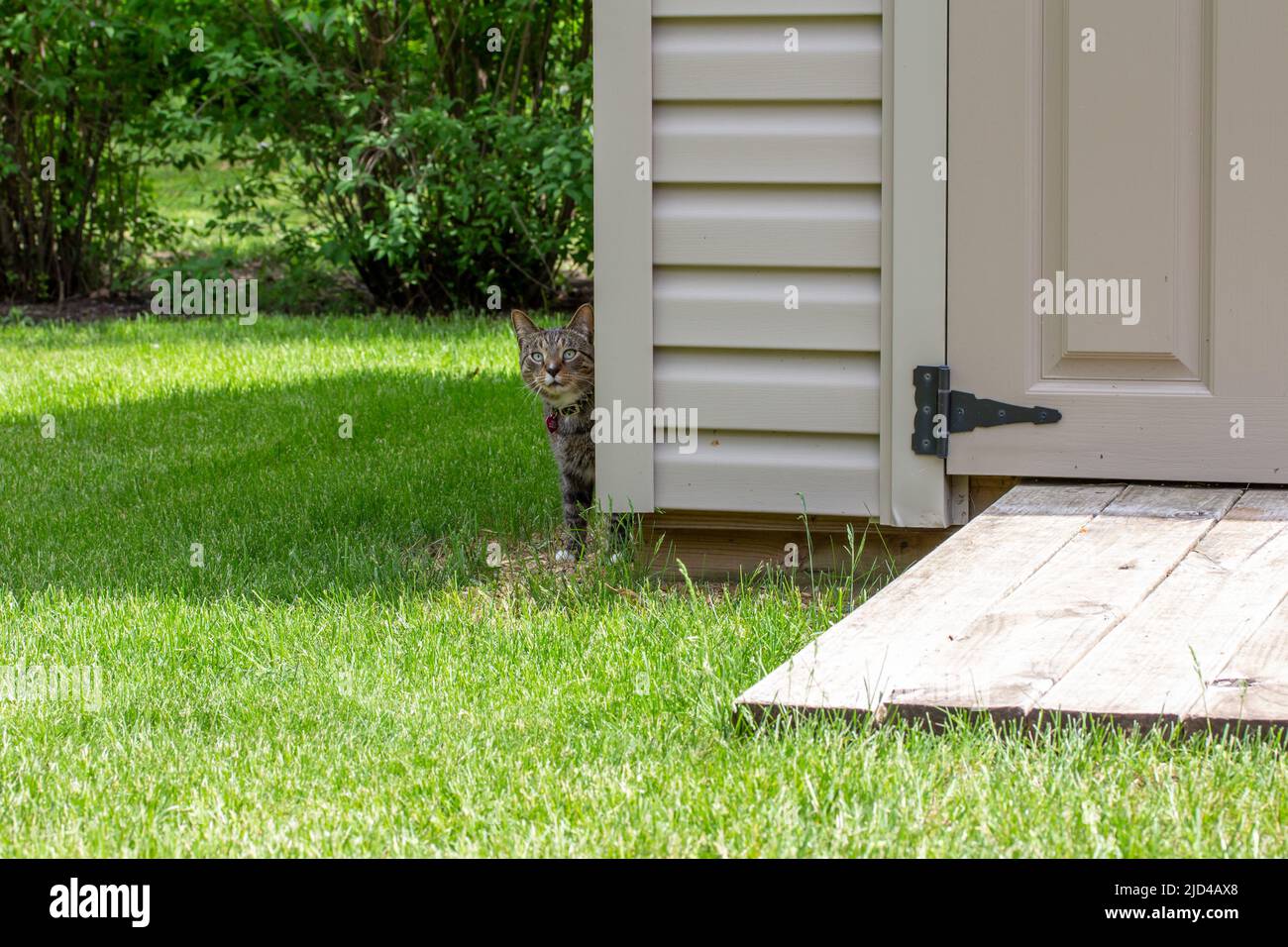 Vue rapprochée d'un curieux chat tabby rayé gris marchant le long d'un hangar de jardin blanc de cour arrière moderne lors d'une journée ensoleillée. Banque D'Images