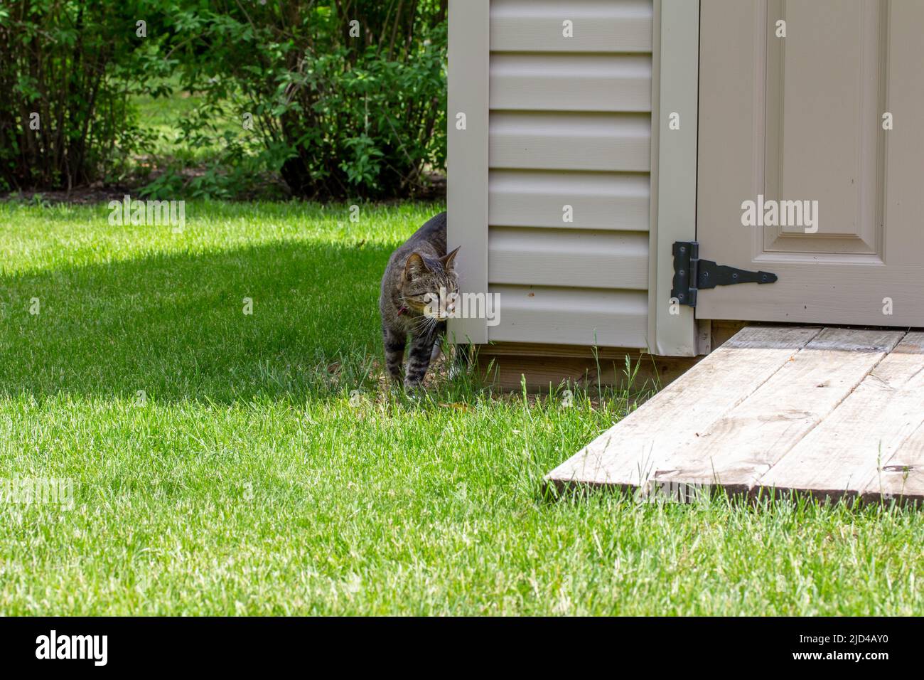 Vue rapprochée d'un curieux chat tabby rayé gris marchant le long d'un hangar de jardin blanc de cour arrière moderne lors d'une journée ensoleillée. Banque D'Images