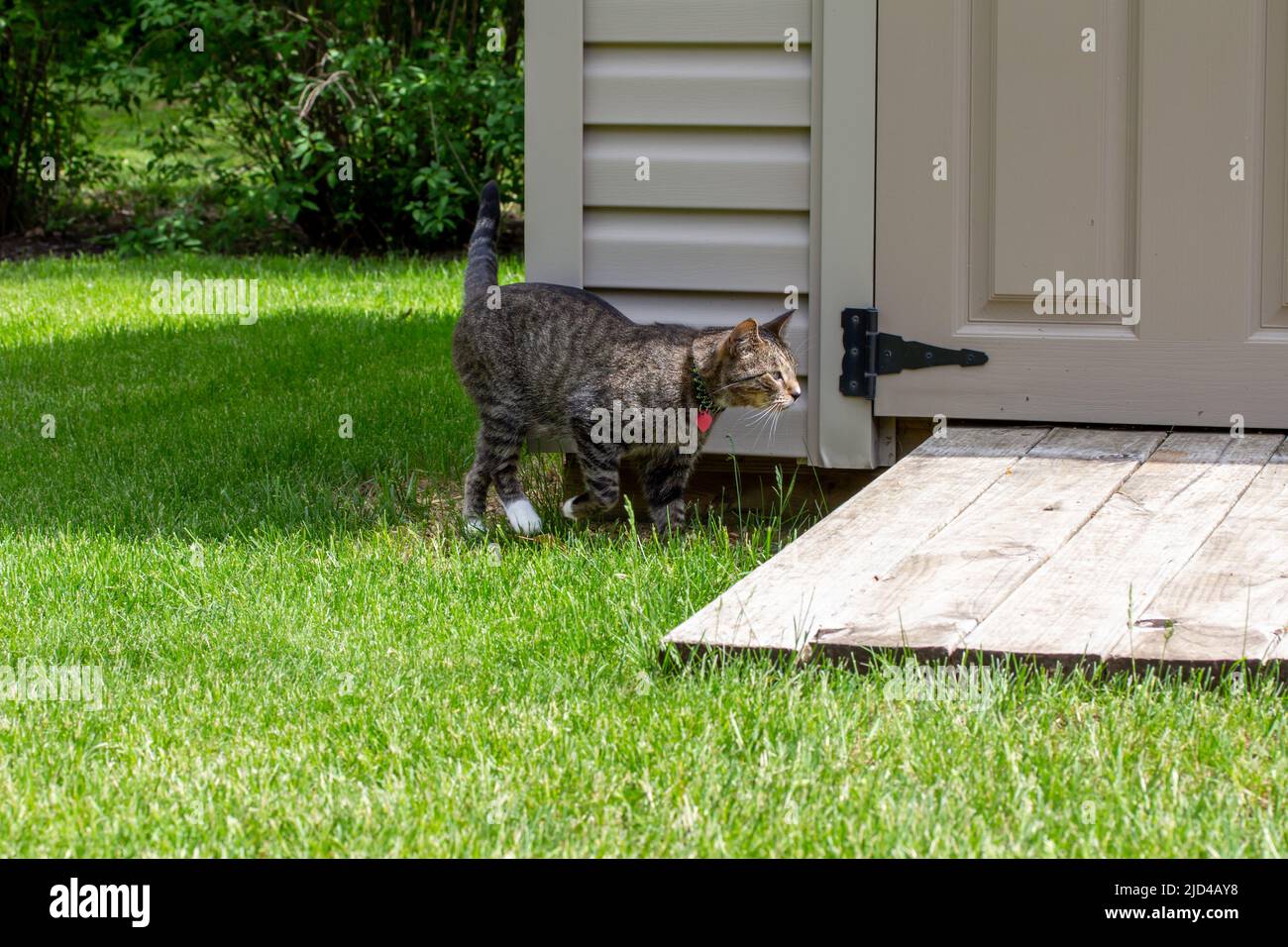 Vue rapprochée d'un curieux chat tabby rayé gris marchant le long d'un hangar de jardin blanc de cour arrière moderne lors d'une journée ensoleillée. Banque D'Images