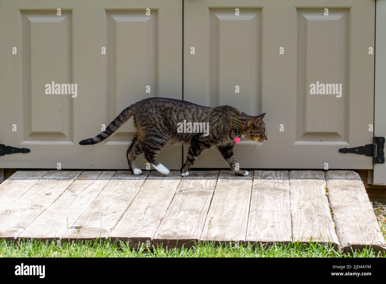 Vue rapprochée d'un curieux chat tabby rayé gris marchant le long d'un hangar de jardin blanc de cour arrière moderne lors d'une journée ensoleillée. Banque D'Images