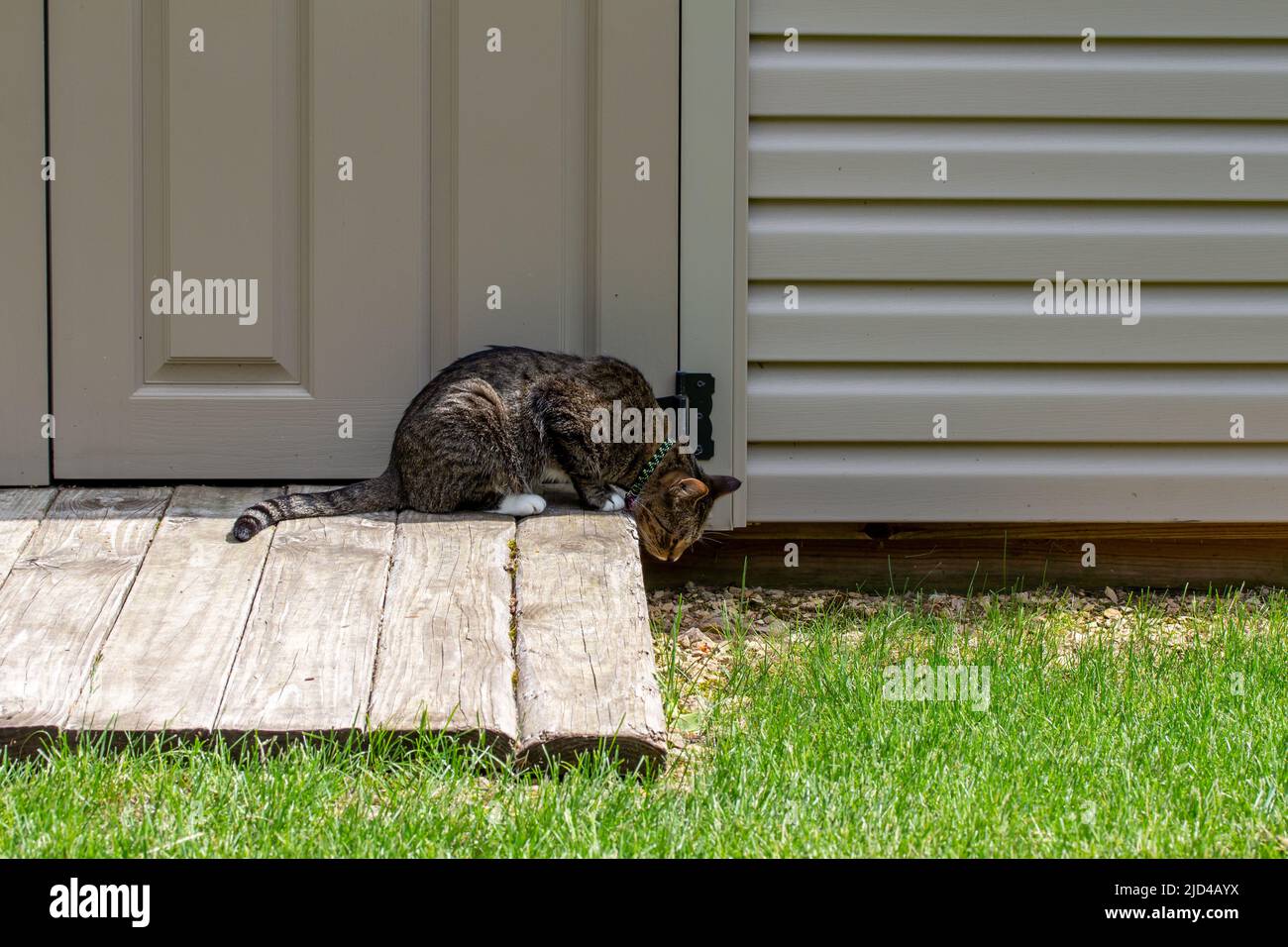 Vue rapprochée d'un curieux chat tabby rayé gris qui chasse les proies sous une rampe de jardin Banque D'Images