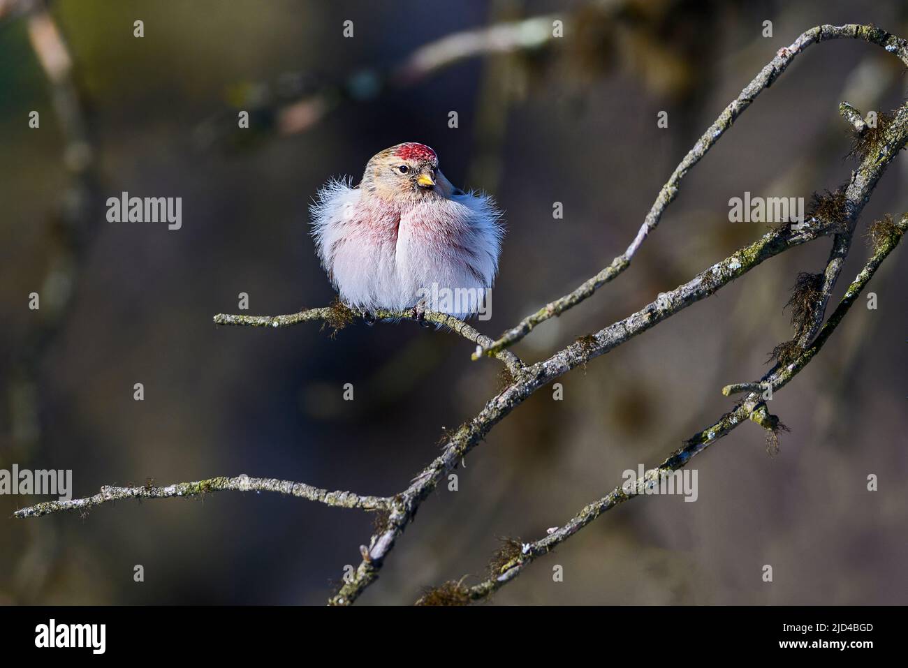 Sondage arctique (Acanthis hornemanni) de Pasvik, Finnmark, Norvège, en mars. Banque D'Images