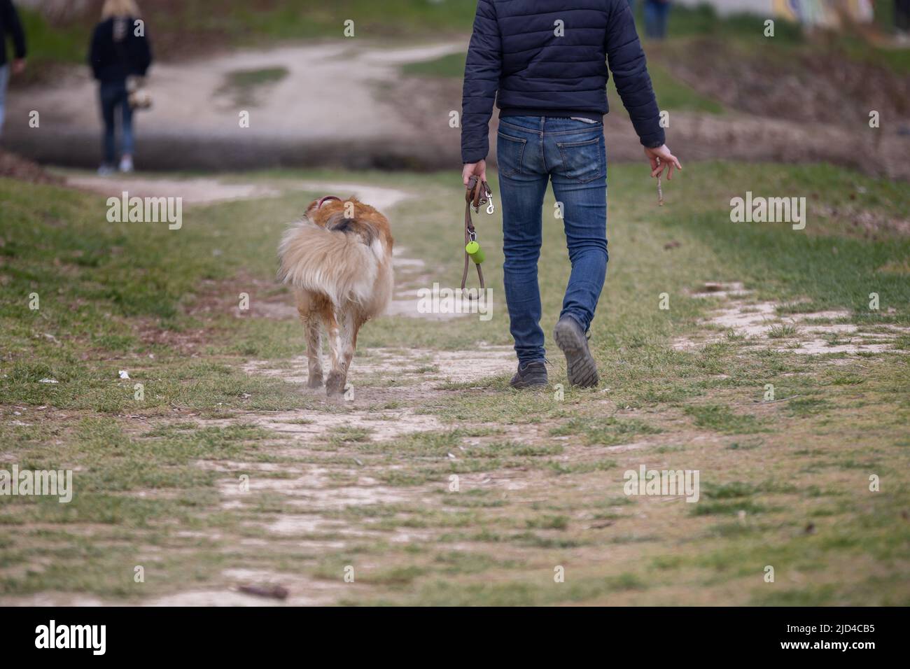 Chien autorisé à marcher sur l'herbe sans laisse par son propriétaire. Banque D'Images