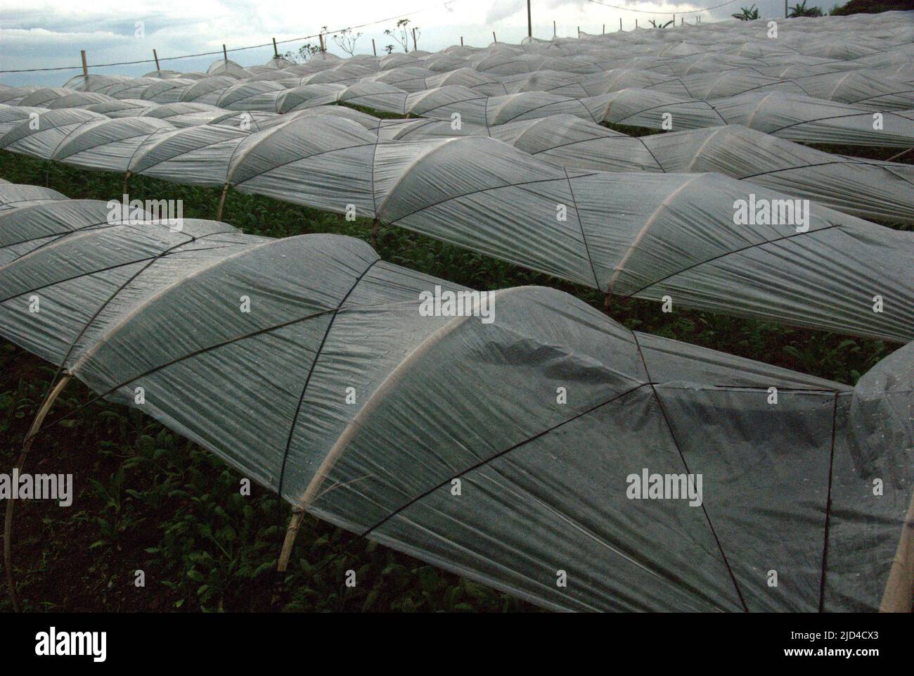 Végétaux recouverts de feuilles de plastique à Ciputri, Pacet, Cianjur, West Java, Indonésie. Banque D'Images