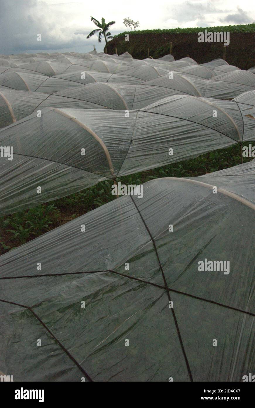 Végétaux recouverts de feuilles de plastique à Ciputri, Pacet, Cianjur, West Java, Indonésie. Banque D'Images