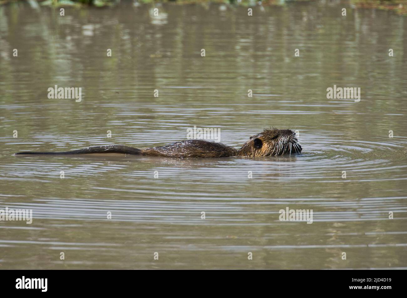 Coupu ( Myocastor coypus) est un rongeur semi-aquatique d'Amérique du Sud, mais introduit en Europe, en Afrique, en Amérique du Nord et en Asie par les producteurs de fourrures. Photo f Banque D'Images