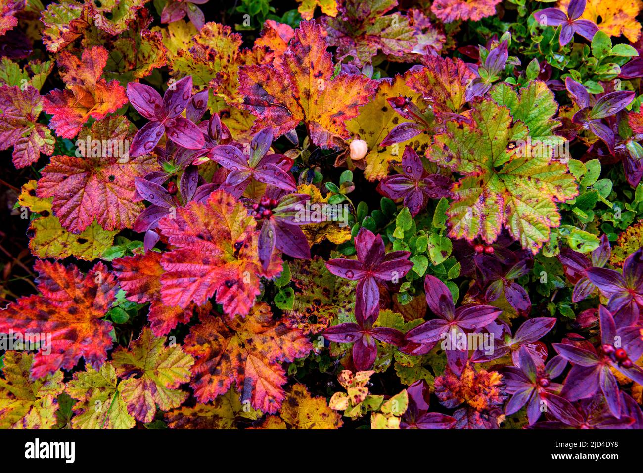 Belles couleurs d'Autum provenant des feuilles de baies de nuages et de baies de baies dans le parc national de Lierne (Tröndelag, Norvège) début septembre. Banque D'Images