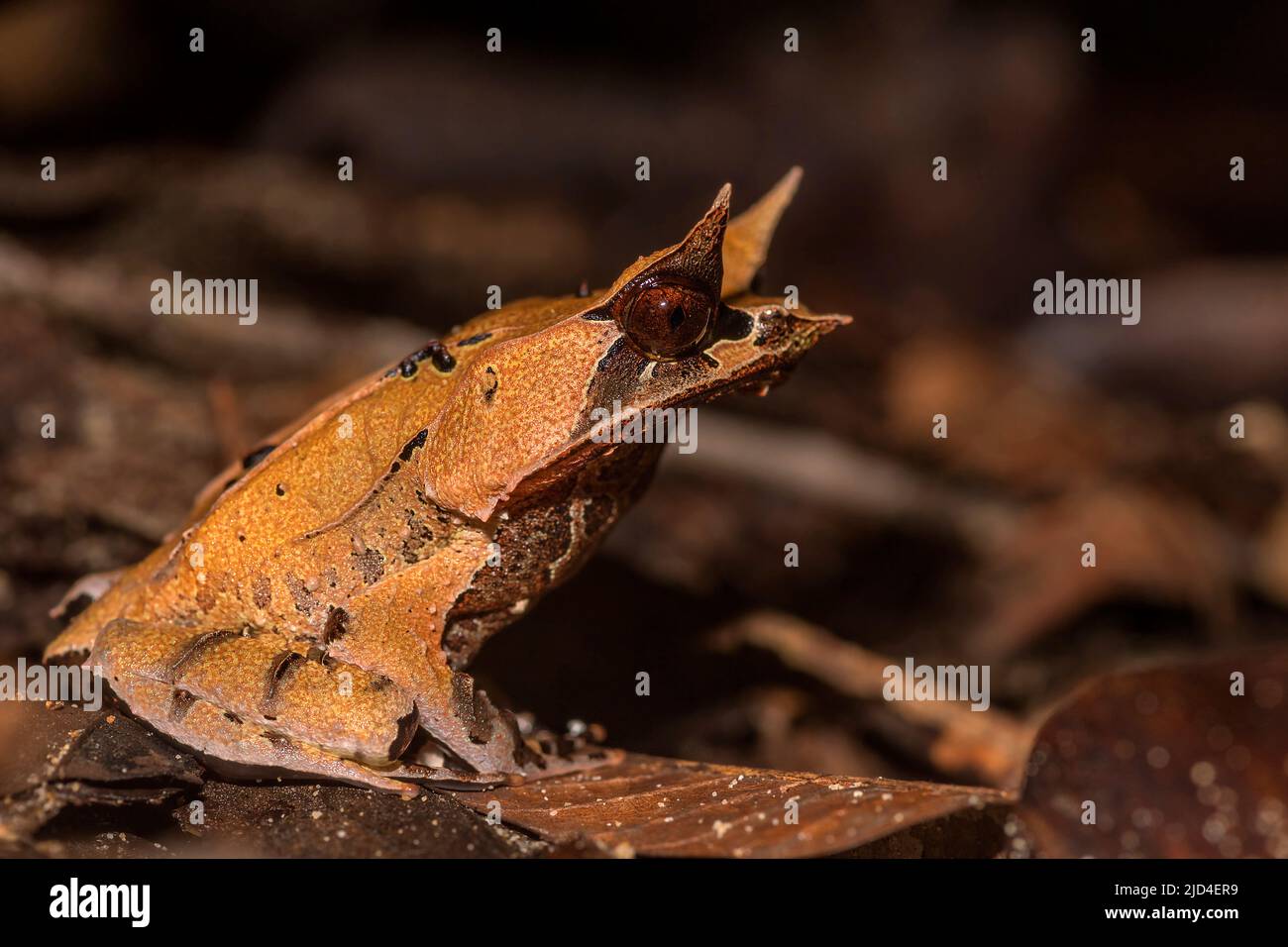 Grenouille à cornes de Bornean (Megophrys nasuta) du parc national de Kubah, Sarawak, Bornéo Banque D'Images
