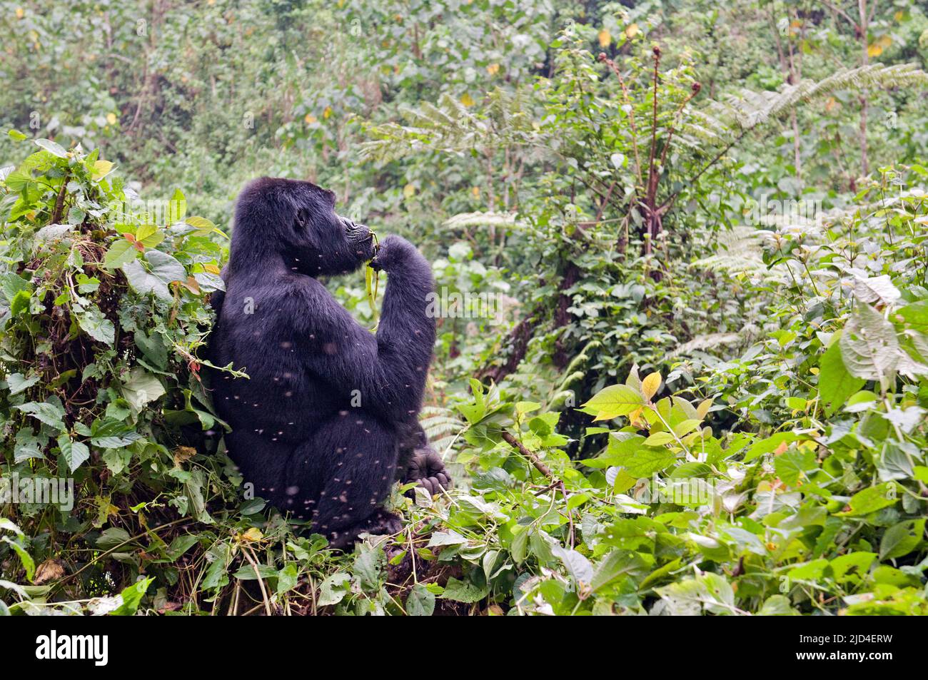 Gorilla de montagne (Gorilla berengei berengei) se reposant dans son habitat naturel dans la forêt du parc national impénétrable de Bwindi, Ouganda. Banque D'Images