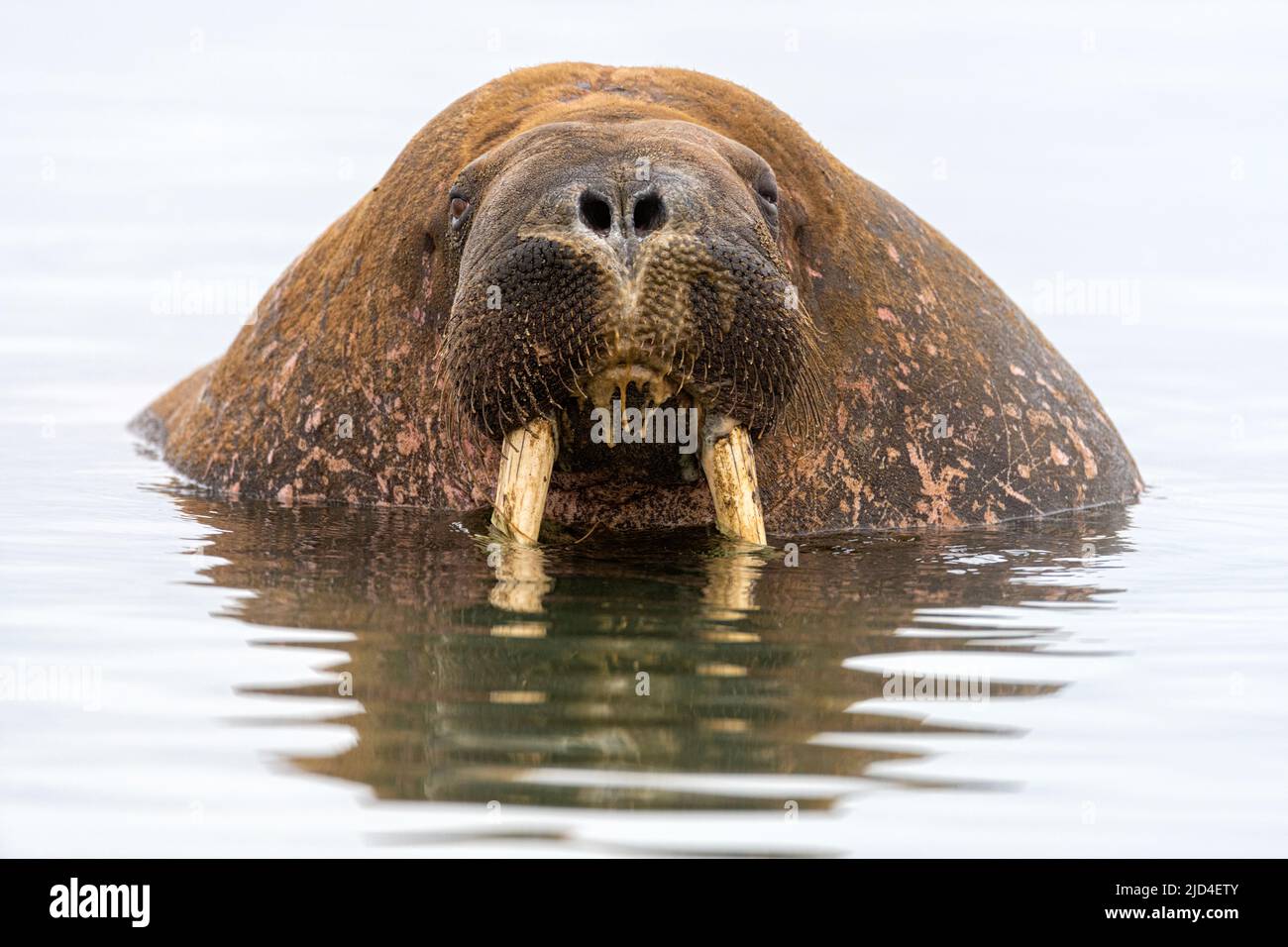 Morse (Odobenus rosmarus) dans l'eau au large de Polepynten, Prins Karl's Forland, Spitzberg, Svalbard, Norvège. Banque D'Images