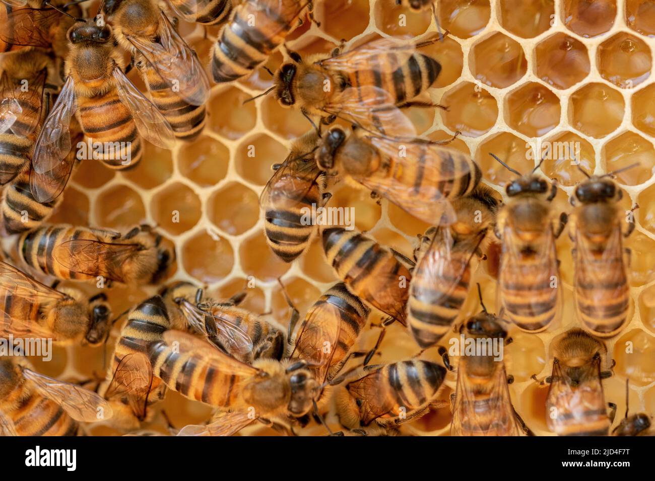 Abeilles de bobs - le fonctionnement à l'intérieur d'une ruche Banque D'Images