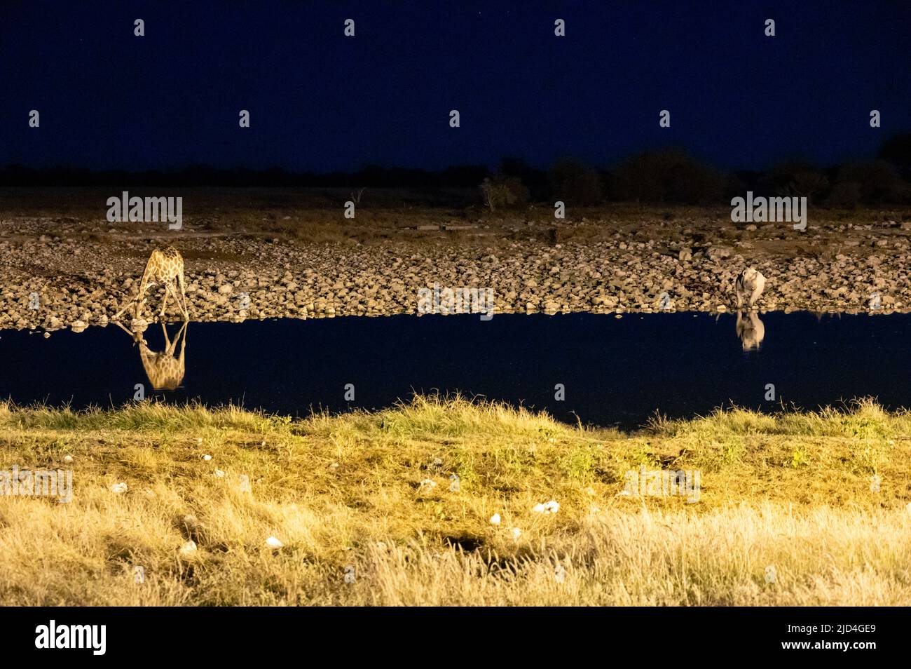 Girafe et rhinocéros noirs buvant dans un trou d'eau la nuit dans le parc national d'Etosha en Namibie Afrique Banque D'Images