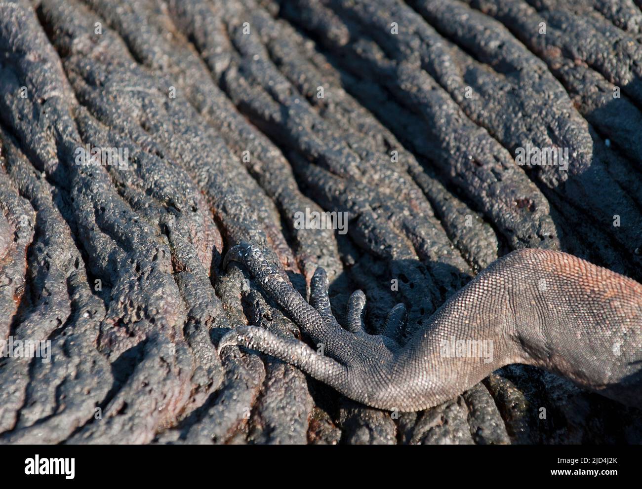 Branche d'un iguana marin sur un flux de lave. Depuis Sullivan Bay, Santiago, Galapagos. Banque D'Images