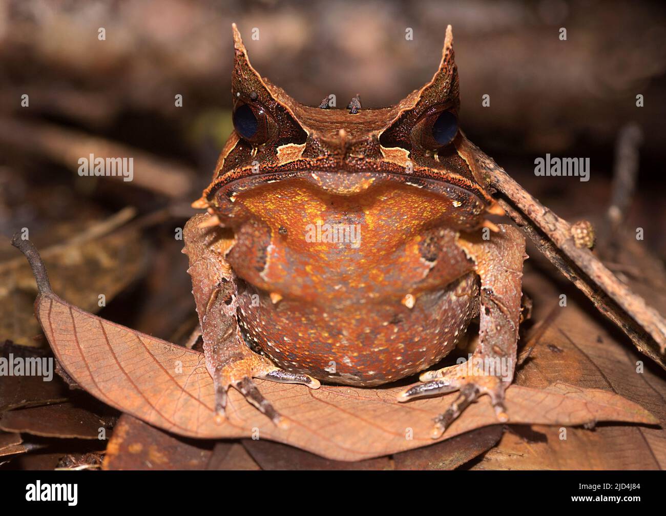 Grenouille à cornes de Bornean (Megophrys nasuta) du parc national de Kubah, Sarawak, Bornéo Banque D'Images