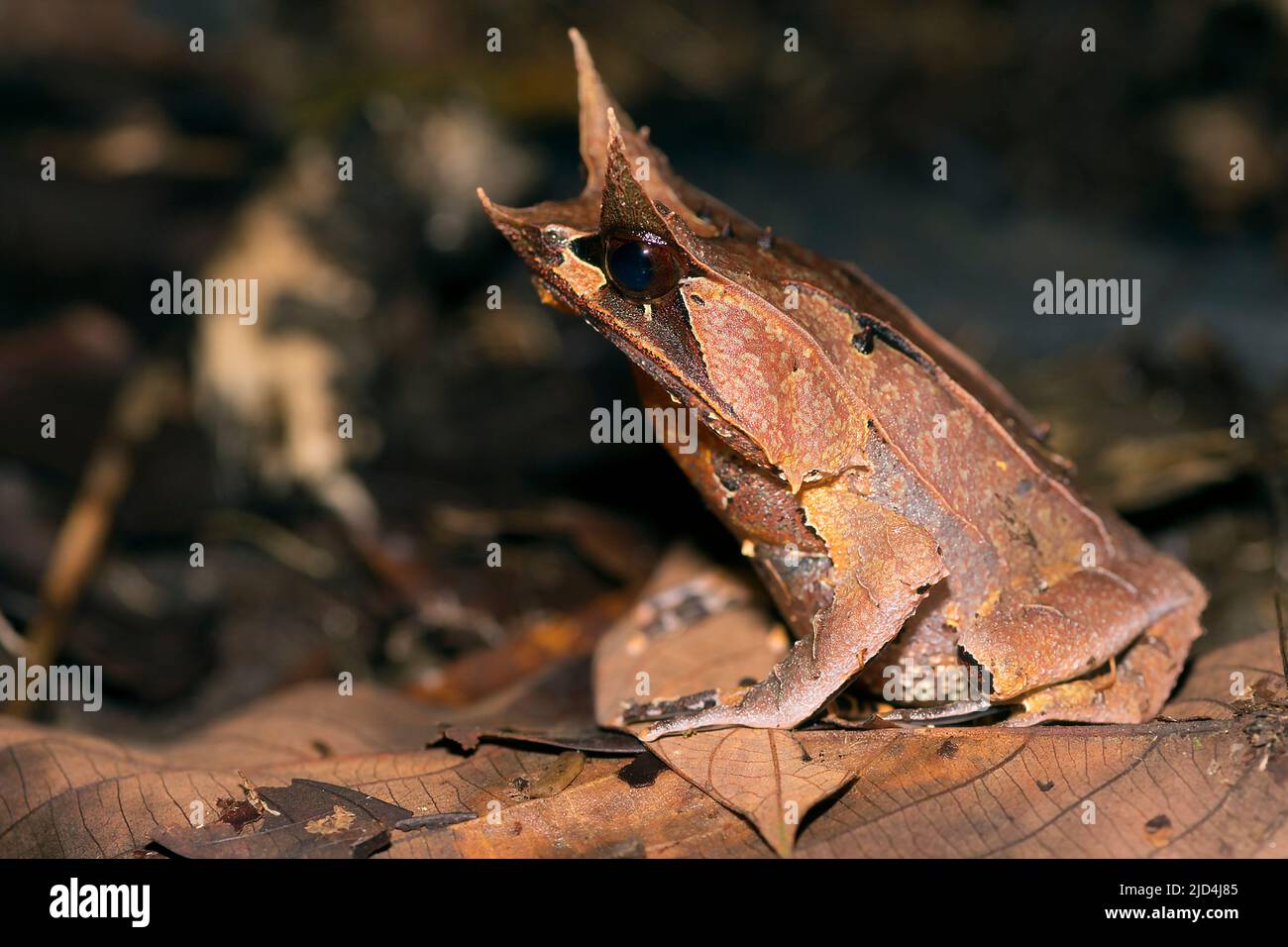 Grenouille à cornes de Bornean (Megophrys nasuta) du parc national de Kubah, Sarawak, Bornéo Banque D'Images