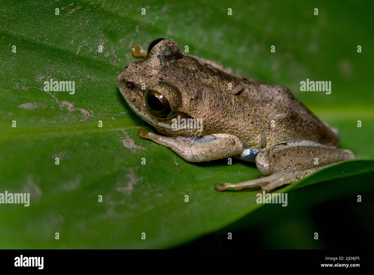 Boophis idae Banque de photographies et d’images à haute résolution Alamy