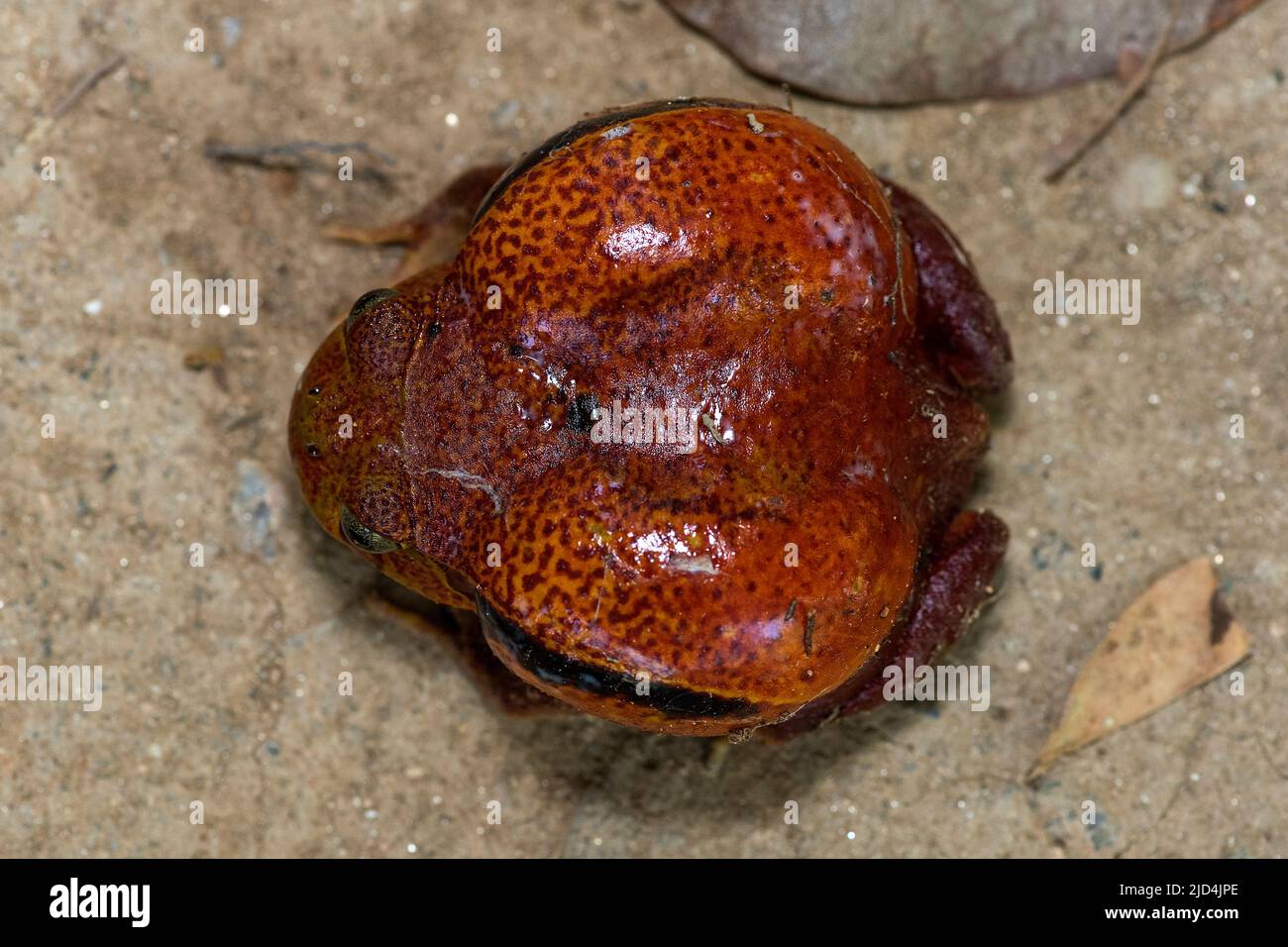 Grenouille de tomate de Madagascar (Dyscophus antongilii), est de Madagascar (conditions contrôlées). Banque D'Images