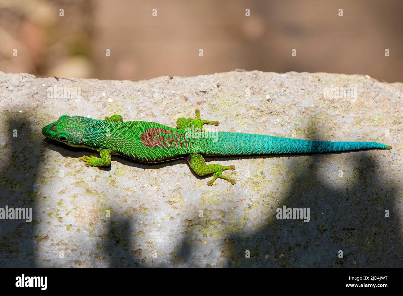 Gecko (Phelsuma lineata) d'Andasibe, Madagascar. Banque D'Images