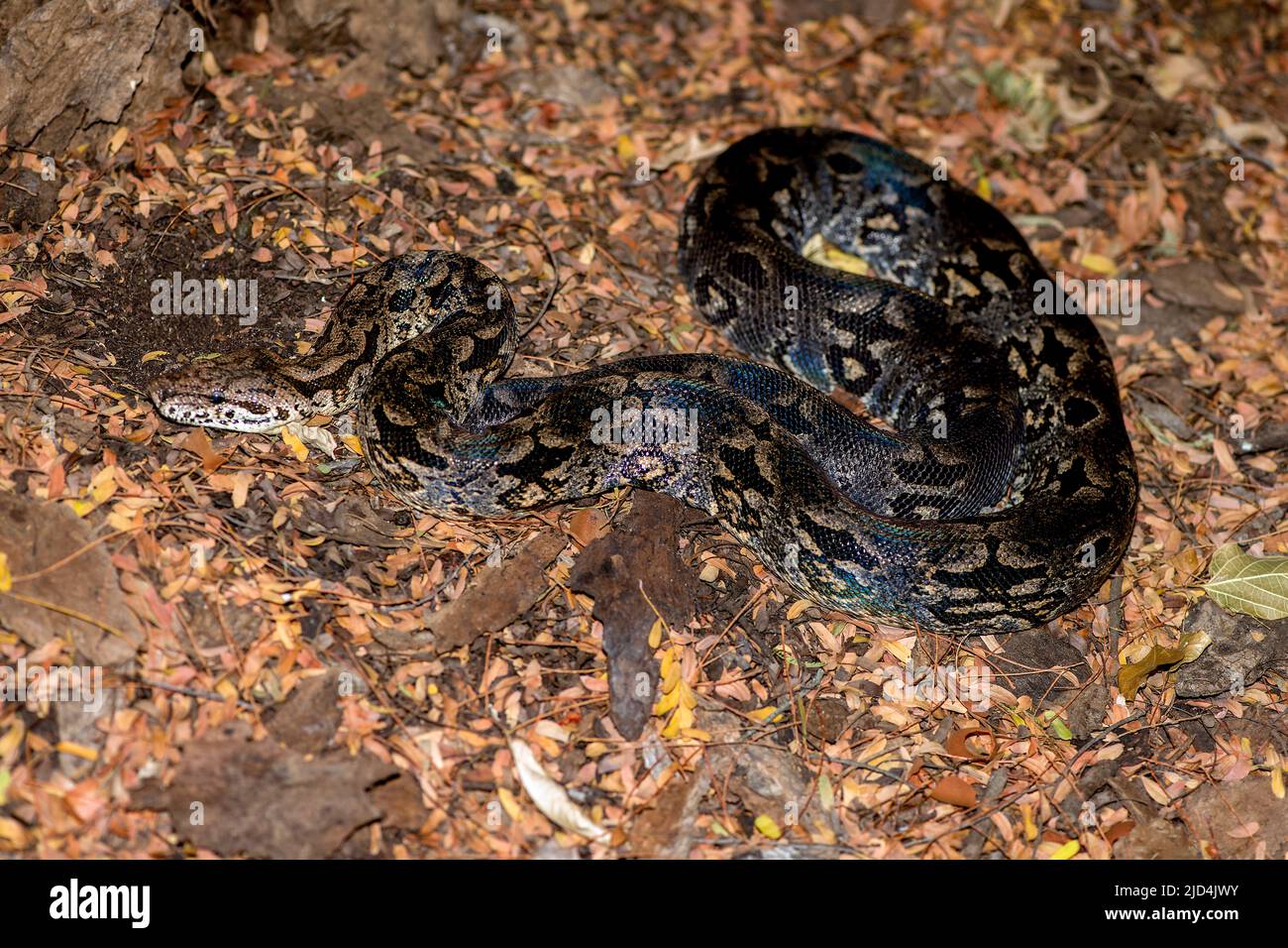 Le boa terre de Dumerli (Acrantophis dumerili) du fond forestier de Berenty, au sud de Madagascar. Banque D'Images