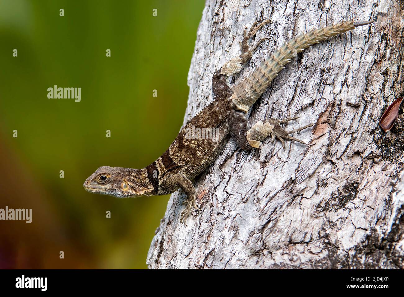 Le Madagascar SWIFT de Merrem (Oplurus cyclurus) de Palmarium, dans l'est de Madagascar. Banque D'Images