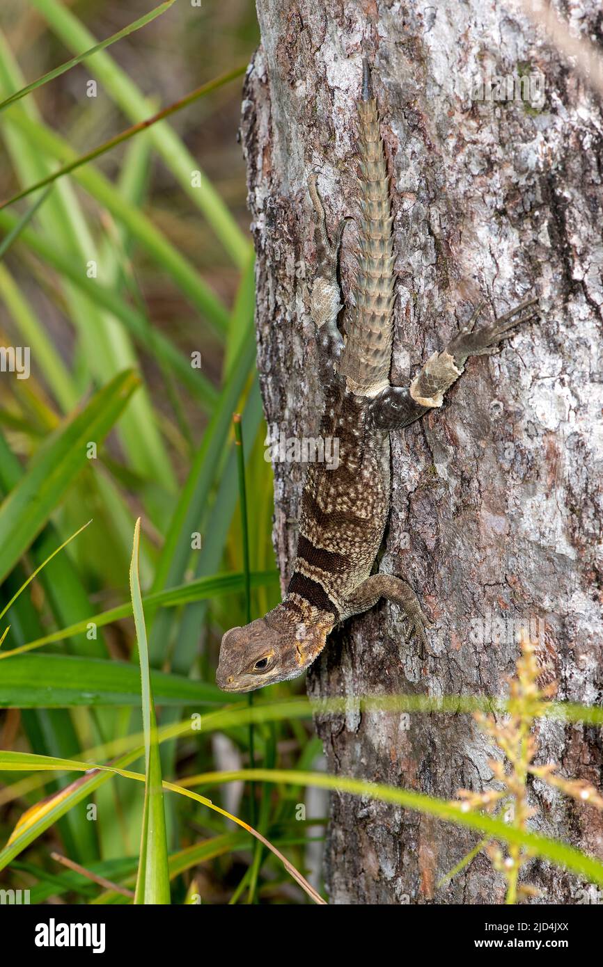 Le Madagascar SWIFT de Merrem (Oplurus cyclurus) de Palmarium, dans l'est de Madagascar. Banque D'Images