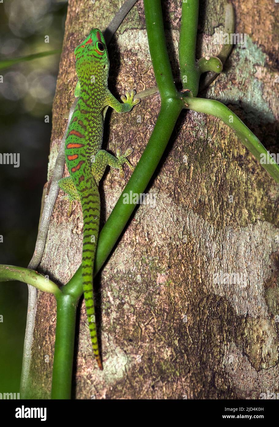 Espèce de gecko de jour non identifiée (Phelsuma sp.) de Palmarium, dans l'est de Madagascar. Banque D'Images