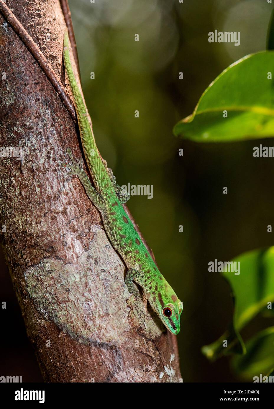 Gecko (Phelsuma guttata) originaire de Palmarium, dans l'est de Madagascar. Banque D'Images