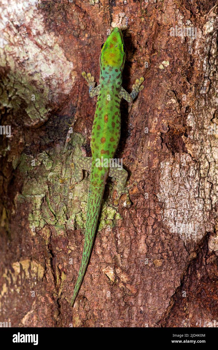 Gecko (Phelsuma guttata) originaire de Palmarium, dans l'est de Madagascar. Banque D'Images