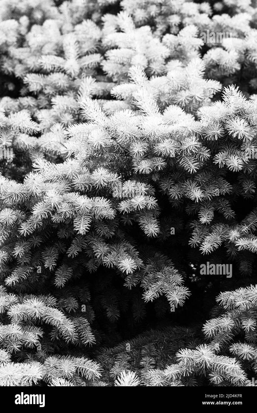 PIN argenté, pin argenté, pin argenté, brunches de sapin photo rapprochée Banque D'Images