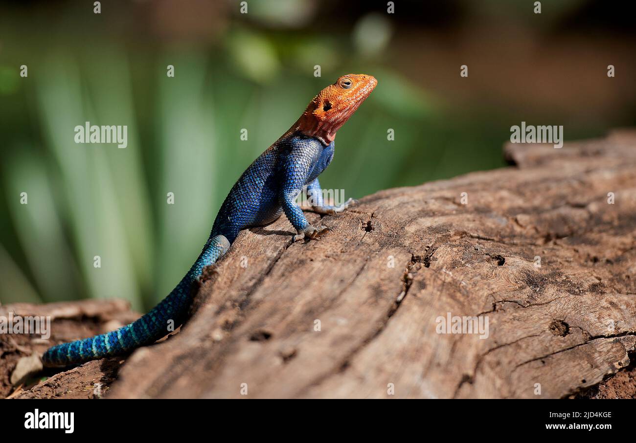 Agama commun (Agama agama) dans la réserve nationale de Samburu, Kenya. Banque D'Images