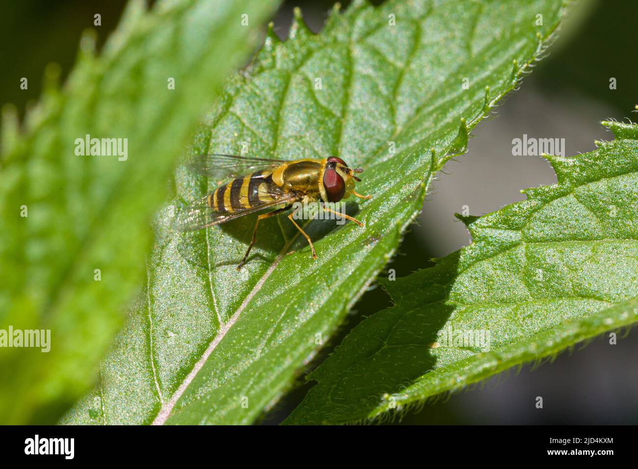 Une mouche stationnaire reposant sur la feuille verte d'une plante Banque D'Images