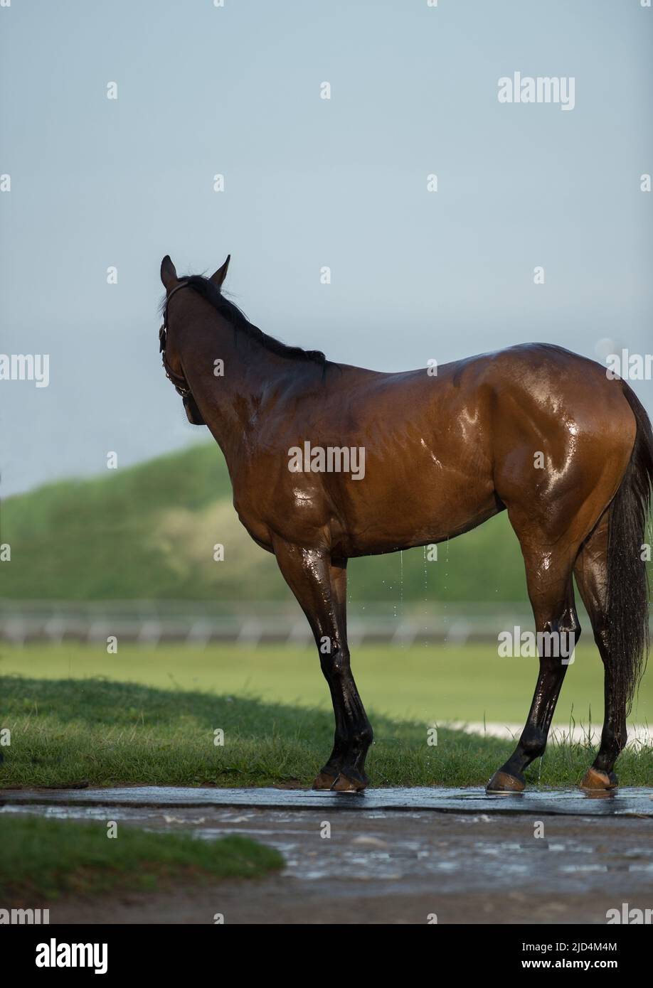 Un cheval pur-sang baigné de shampooing et lavé sur le circuit de course de Keeneland au Kentucky U.S.A. Shampooing lather vertical format chambre pour le type Banque D'Images