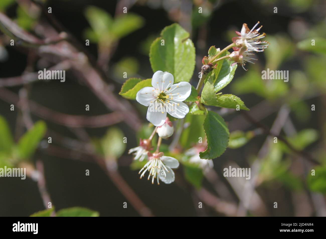 Jolies petites fleurs blanches. Banque D'Images