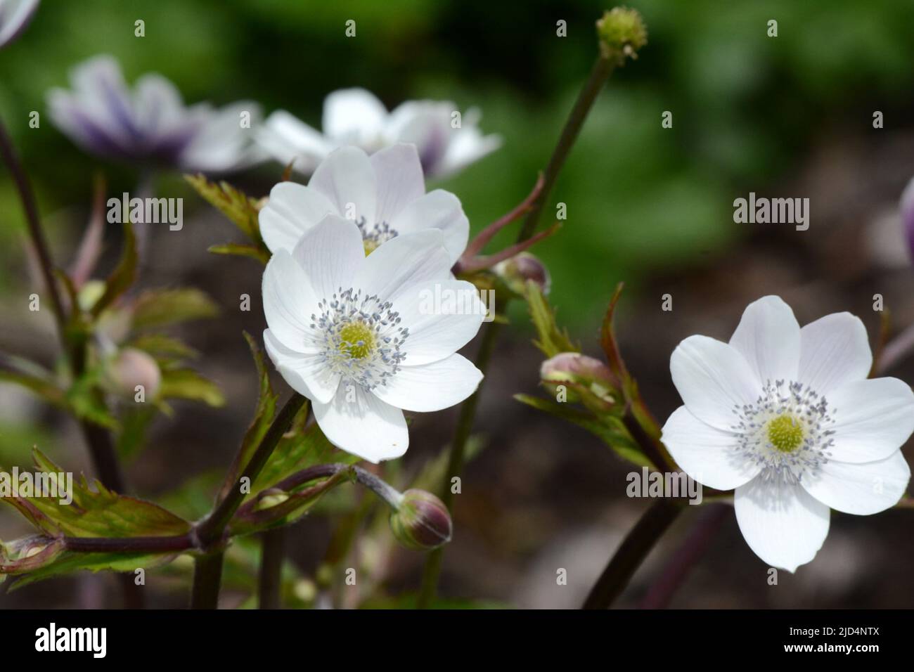 Anemone rivularis Riverside fleur blanche avec des sépales bleus Banque D'Images