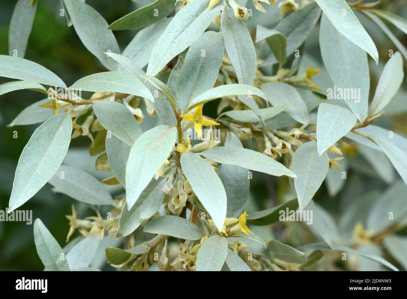 L'ovote de silvery d'Elaeagnus Quicksilmonent laisse de petites fleurs jaunes crémeuses au printemps Banque D'Images