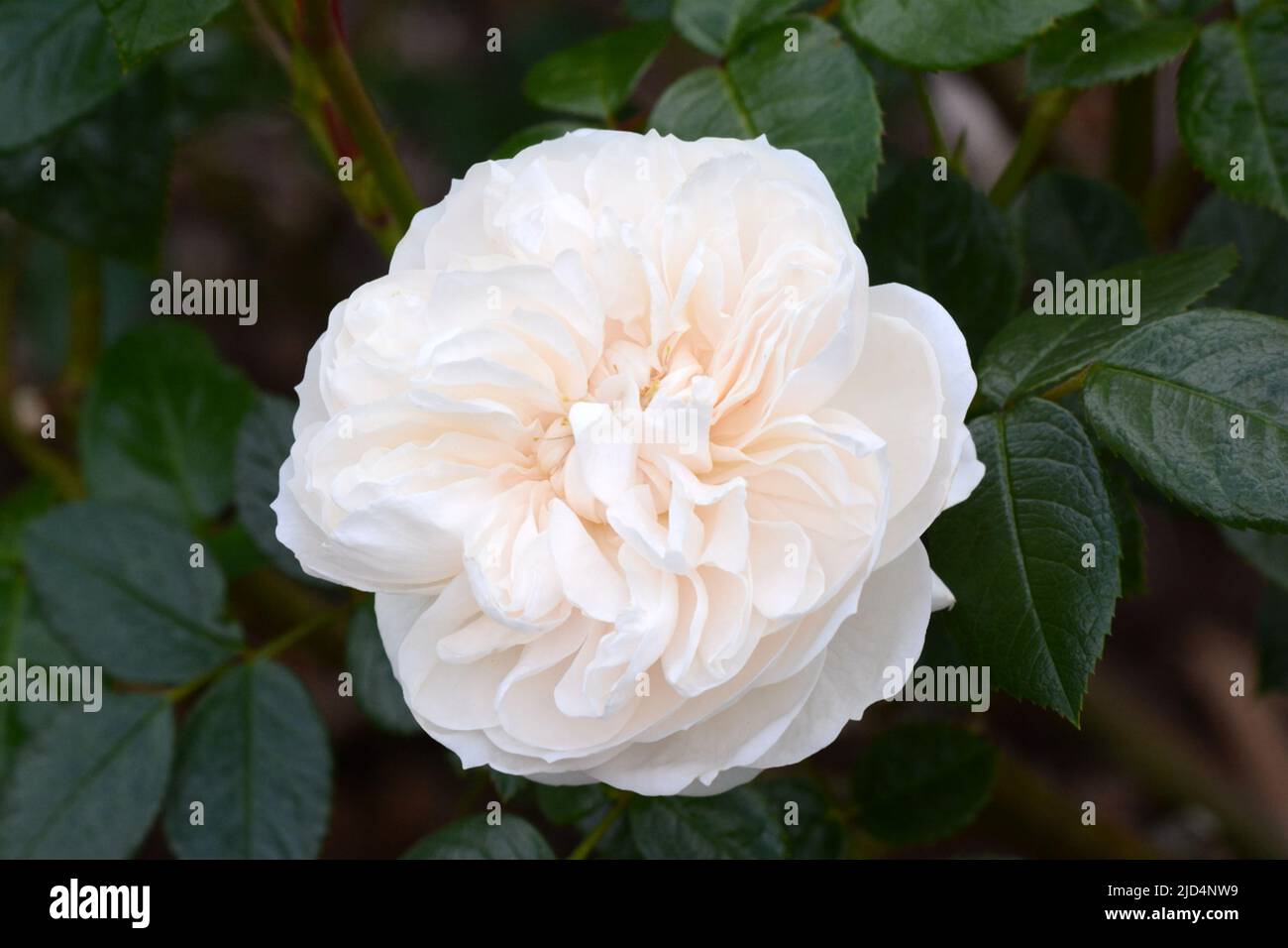 Rosa Macmillan Nurse Macmillan Rose Grande rosette blanche fleurit parfois avec de la pêche Banque D'Images