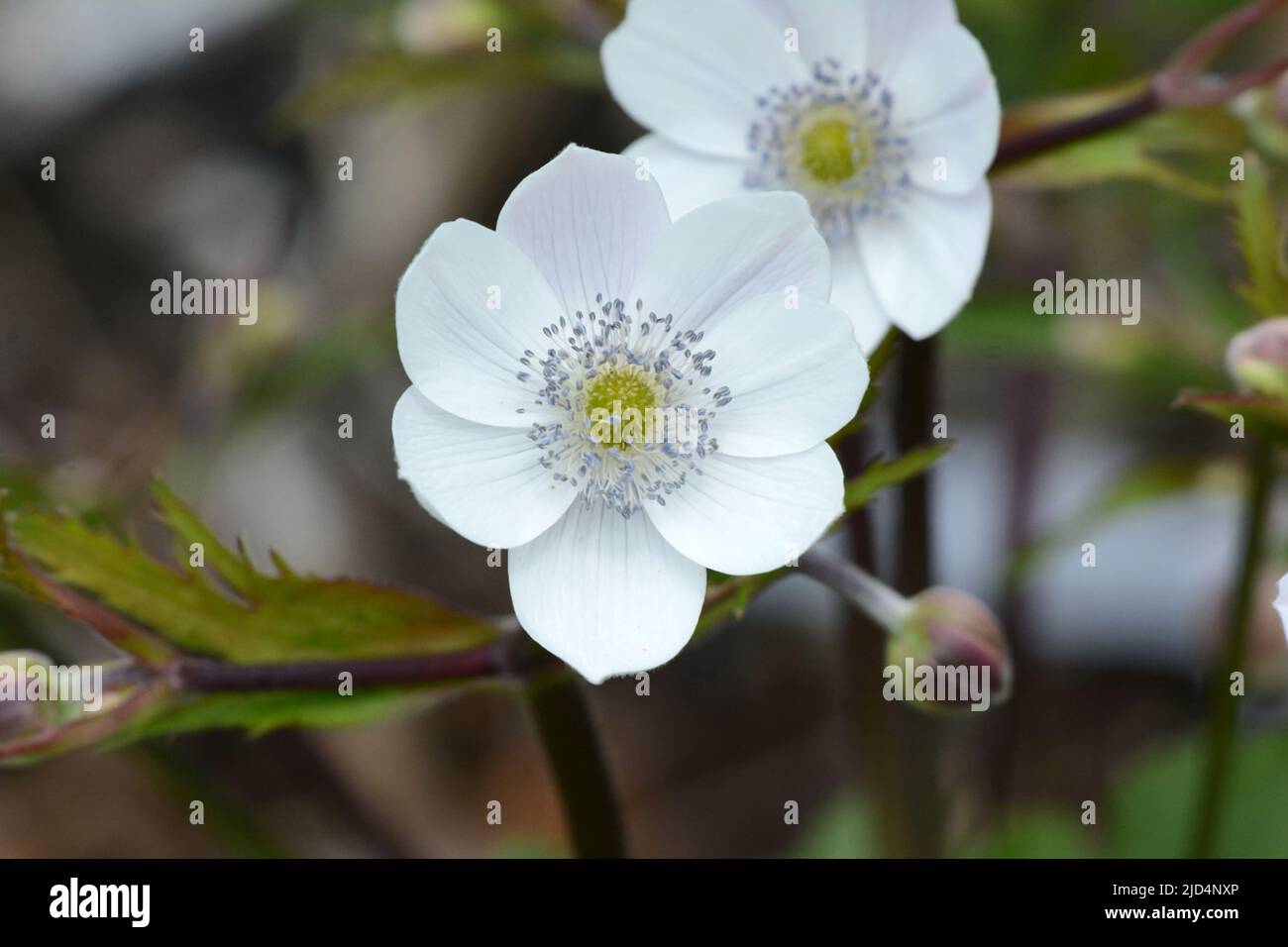 Anemone rivularis Riverside fleur blanche avec des sépales bleus Banque D'Images