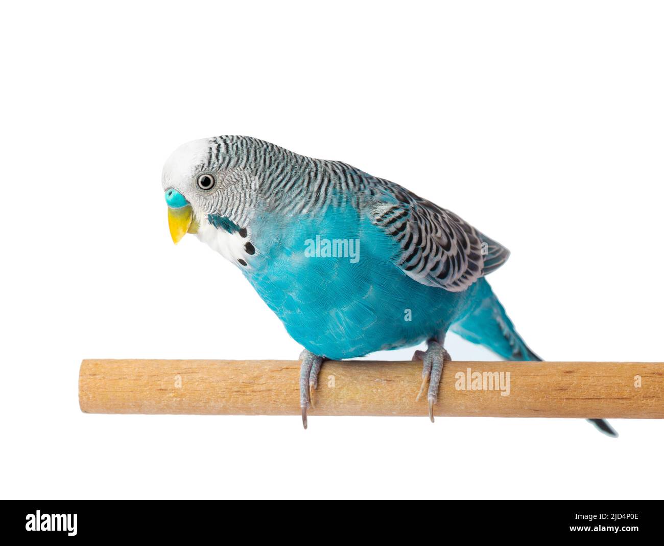 Coopgie bleue isolée sur fond blanc. Budgeriguars oiseau ou perroquet ondulé Banque D'Images