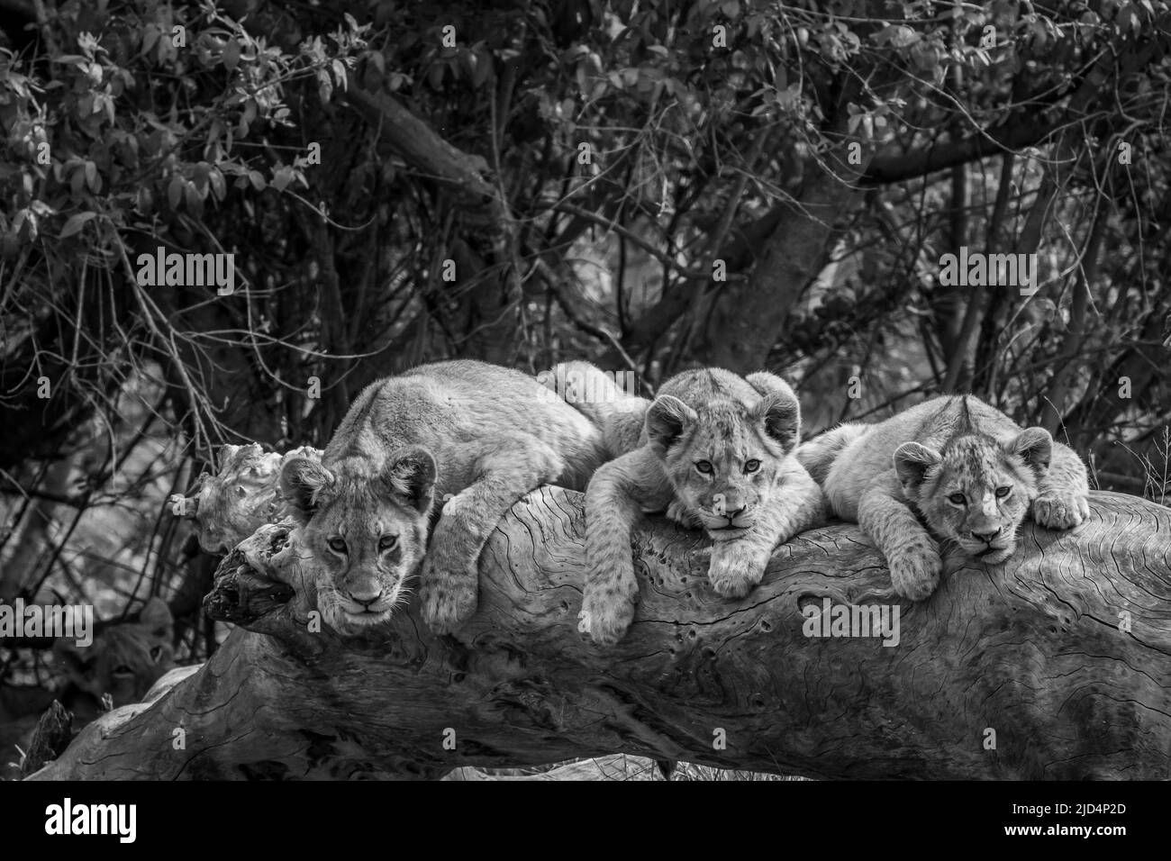 Des oursons de lion, qui se trouvent sur un arbre tombé en noir et blanc dans le parc national Kruger, en Afrique du Sud. Banque D'Images