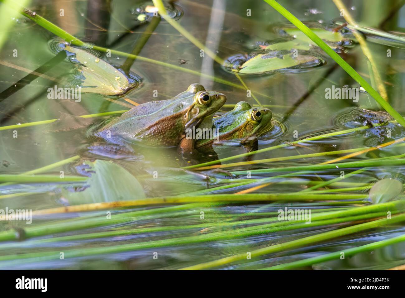 Grenouilles de piscine (Pélophylax lessonae) dans l'ampelune, bassin de la plantation Bramshill, Hampshire, Angleterre, Royaume-Uni Banque D'Images