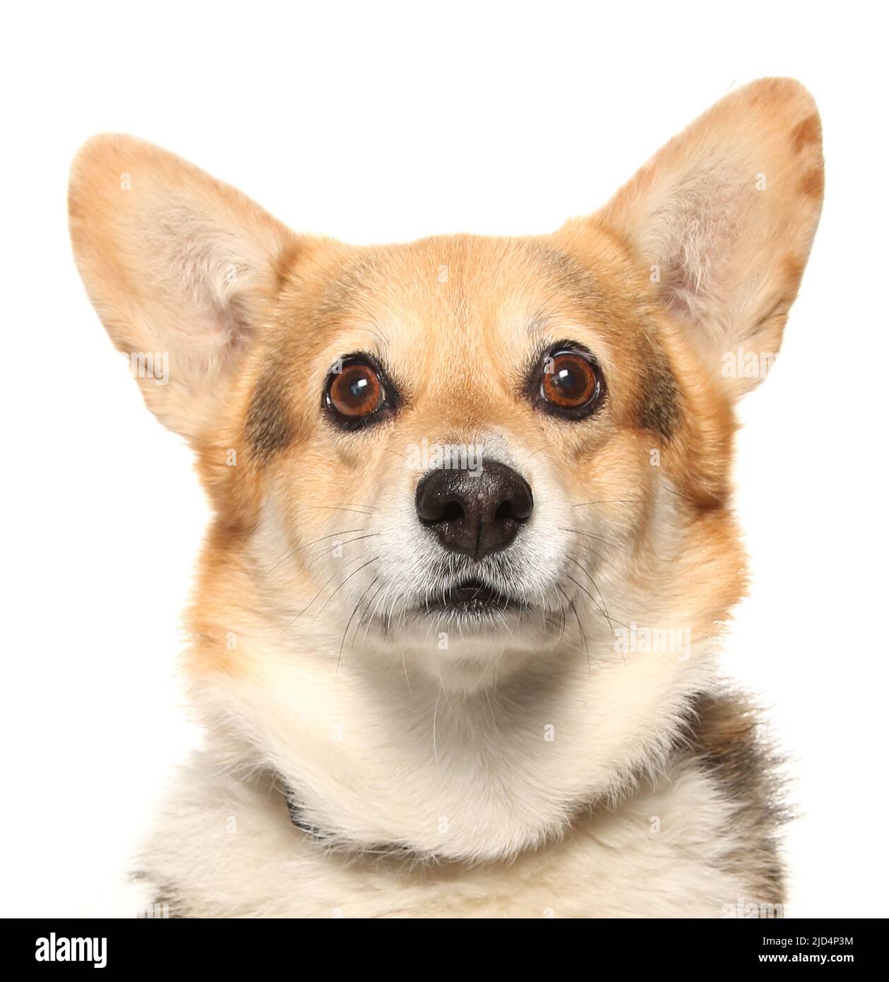 Pembrokeshire Welsh Corgi chien isolé sur blanc Banque D'Images