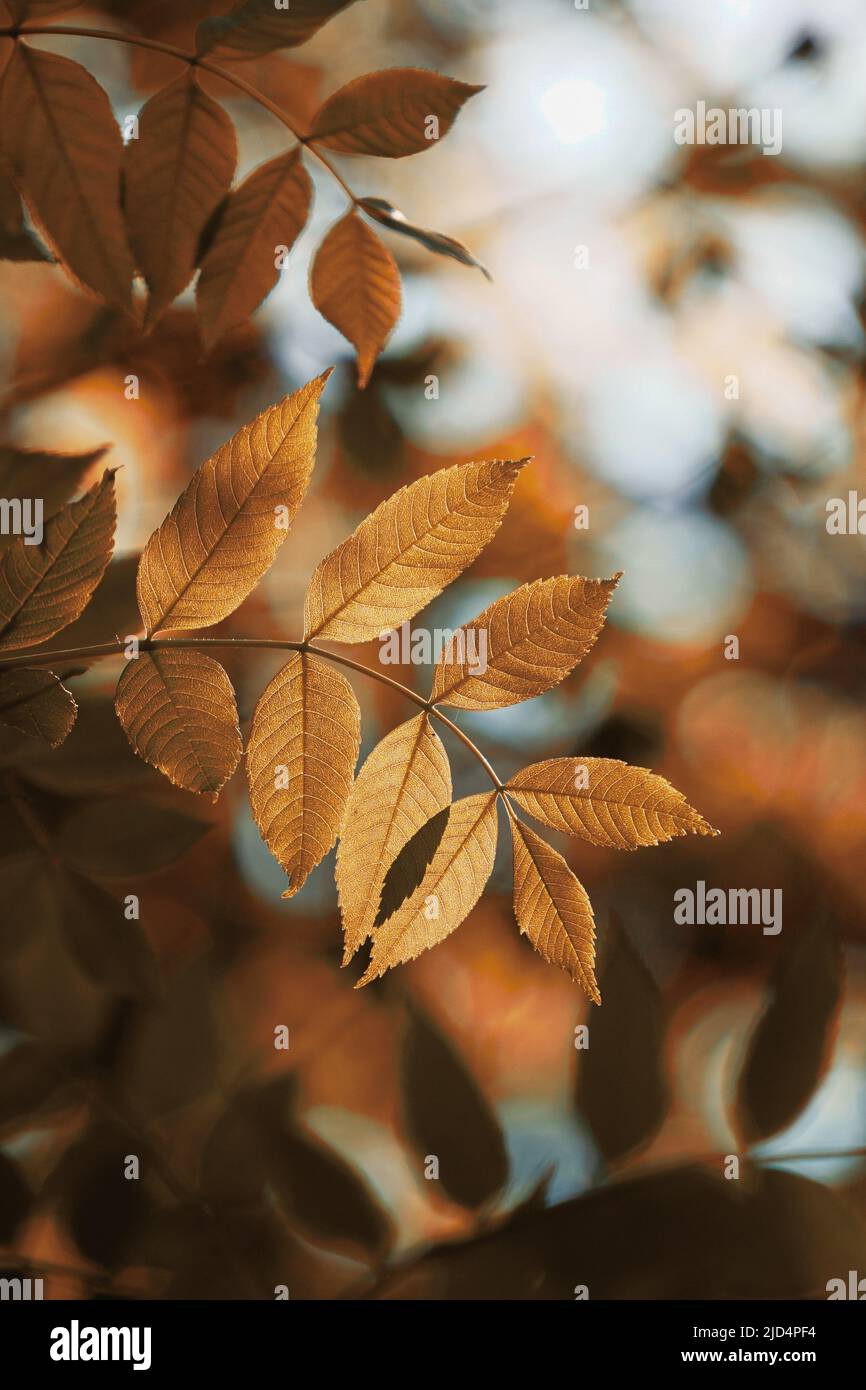 brunir les feuilles d'arbre en automne Banque D'Images