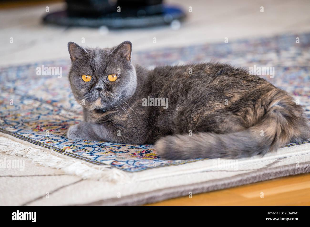 Détente de chat sur le plancher Banque D'Images