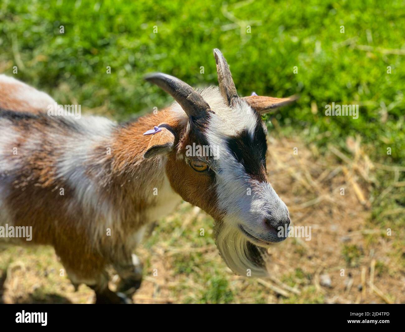 Chèvre dans une ferme britannique Banque D'Images