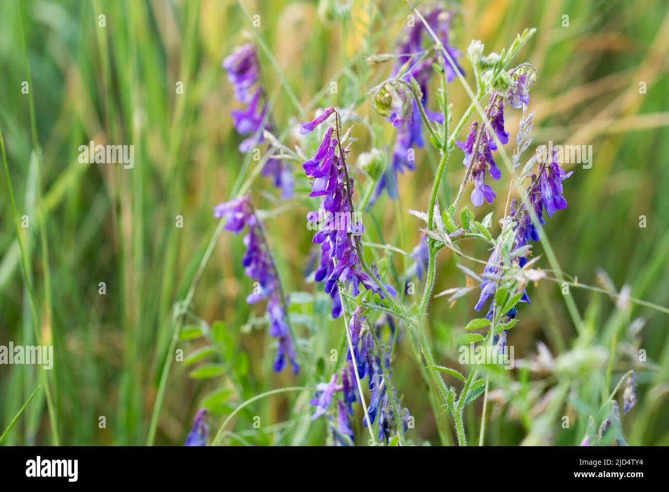 Vicia villosa, le velouté velouté fleurs violettes dans le pré gros plan foyer sélectif Banque D'Images