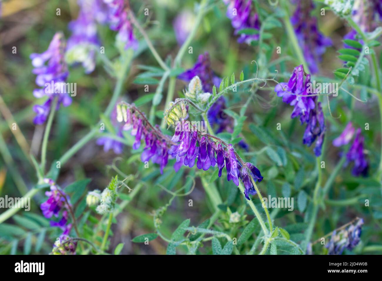 Vicia villosa, le velouté velouté fleurs violettes dans le pré gros plan foyer sélectif Banque D'Images