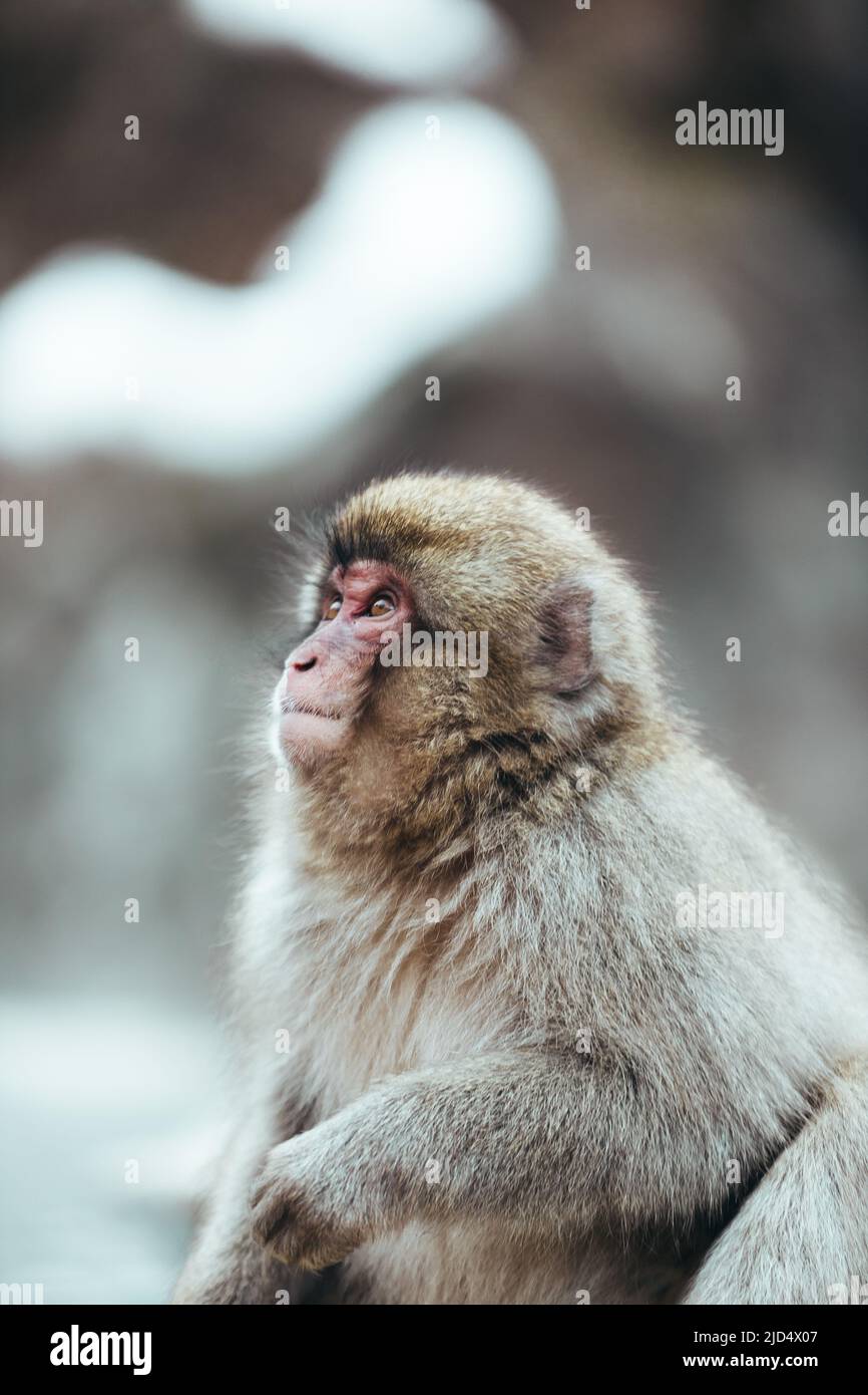 Singe-neige Macaque japonais sauvage adulte avec visage rouge et fourrure brune, fond flou Banque D'Images